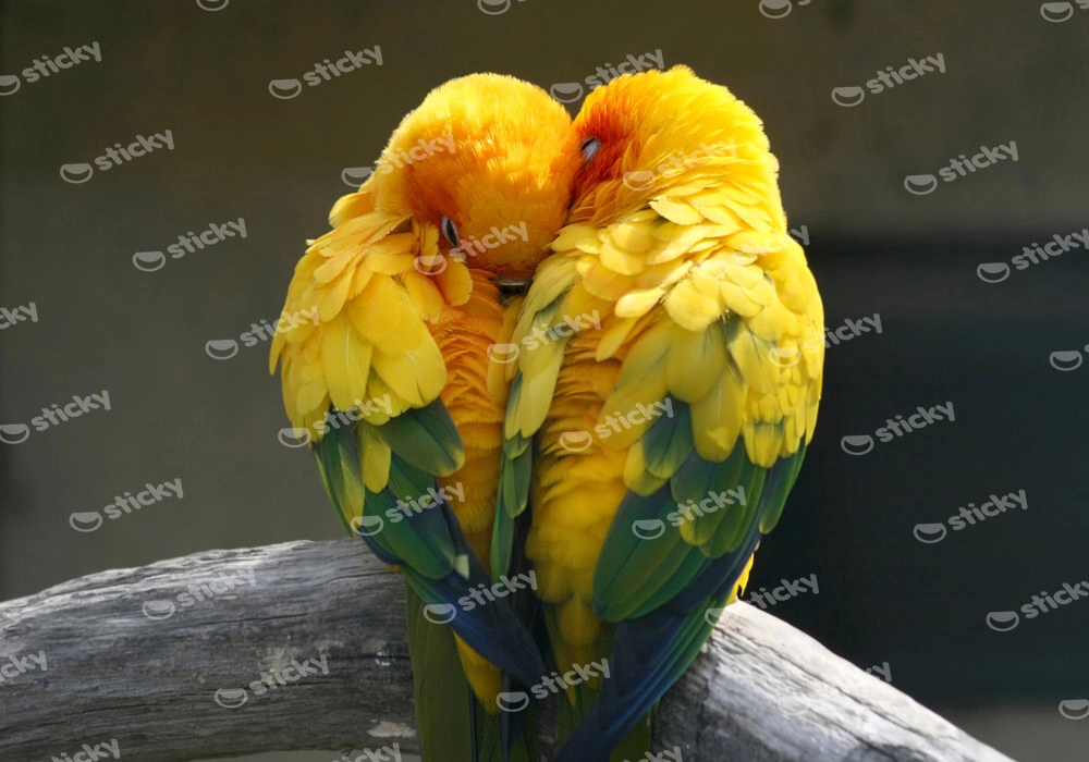 Πινακας σε καμβά LOVEBIRDS