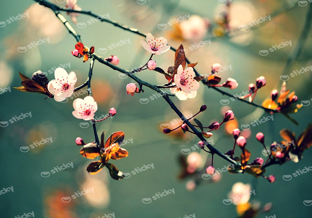 Πινακας σε καμβά SAKURA