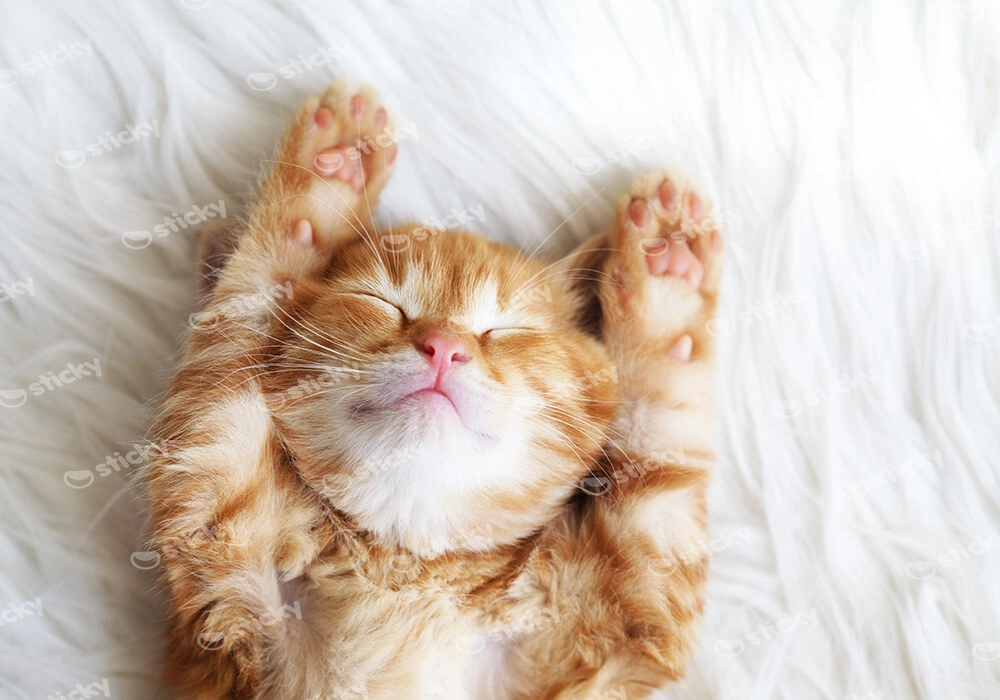 Πινακας σε καμβά SLEEPING CAT