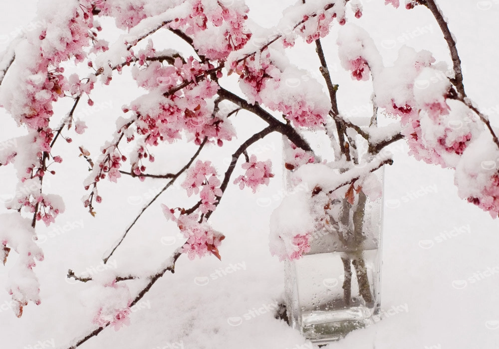 Πινακας σε καμβά SNOW BLOSSOM