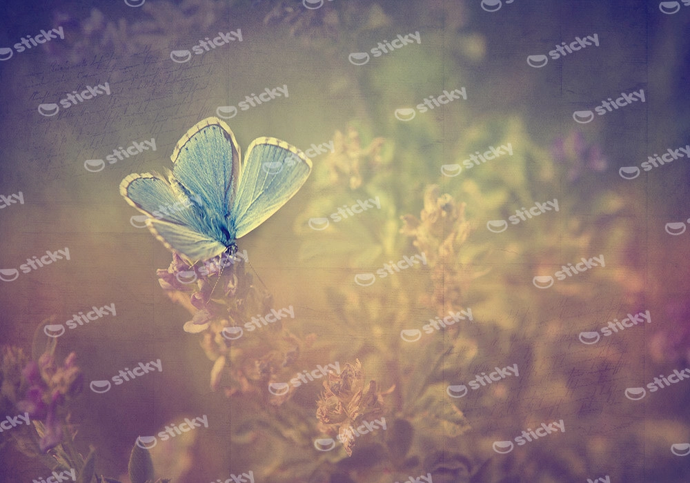 Πινακας σε καμβά VINTAGE BUTTERFLY