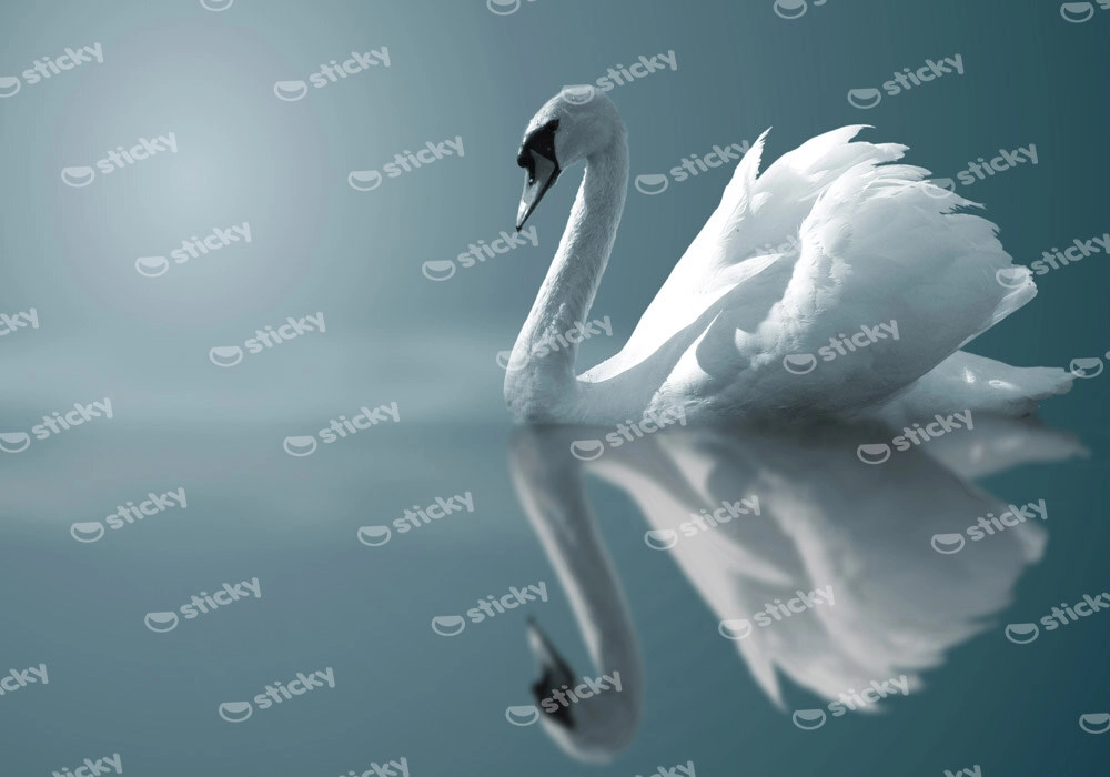 Πινακας σε καμβά SWAN
