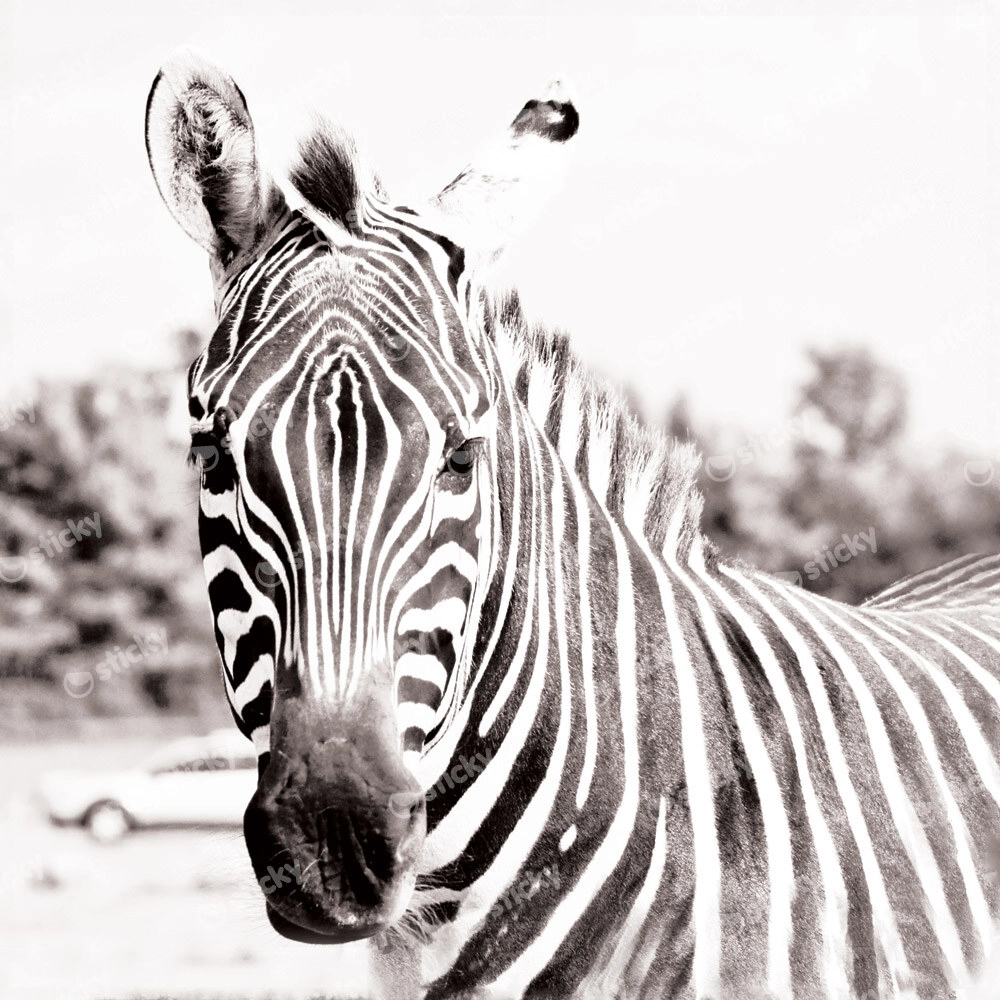 Πίνακας ZEBRA