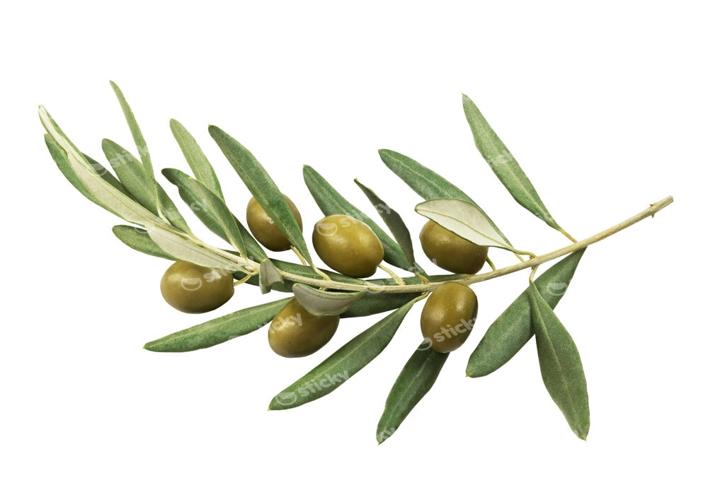 Πινακας σε καμβά OLIVE BRANCH