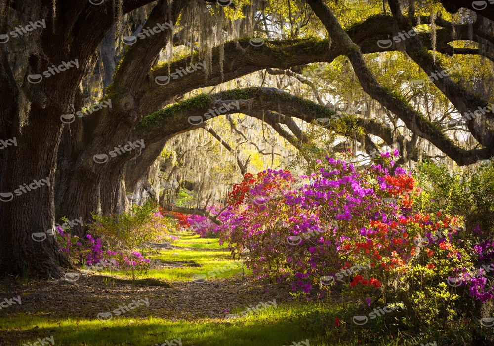 Πινακας σε καμβά MOSS AZALEA