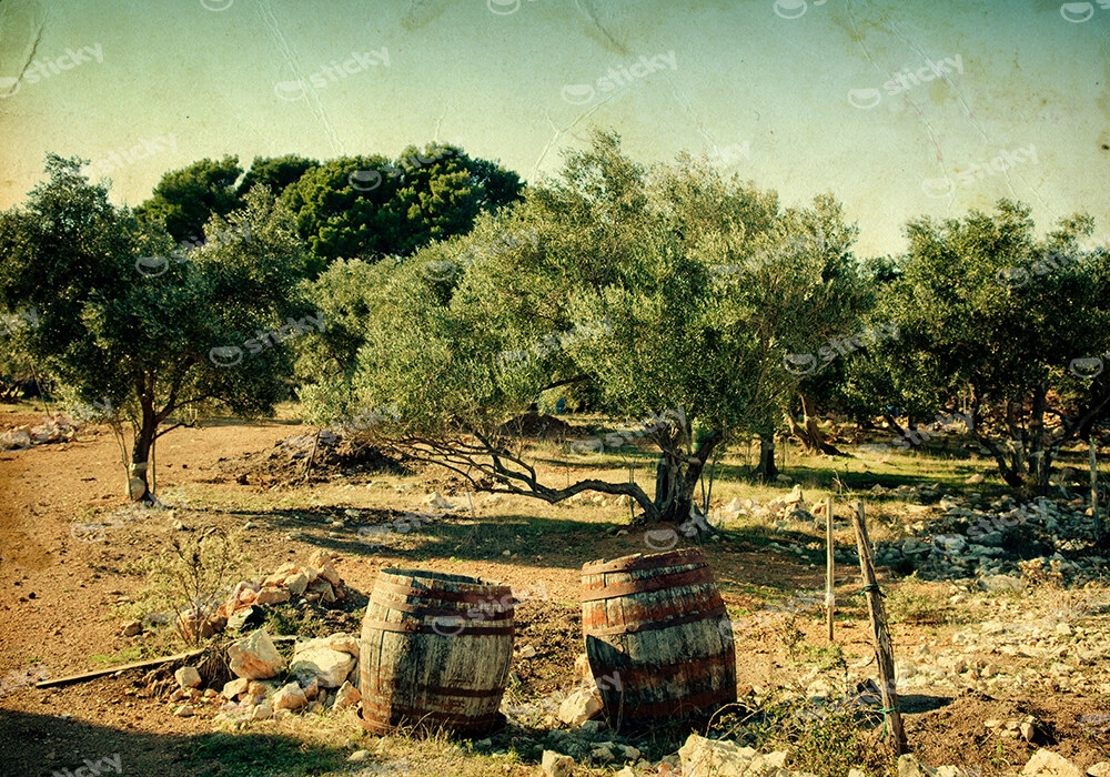 Πινακας σε καμβά VINTAGE OLIVE TREES