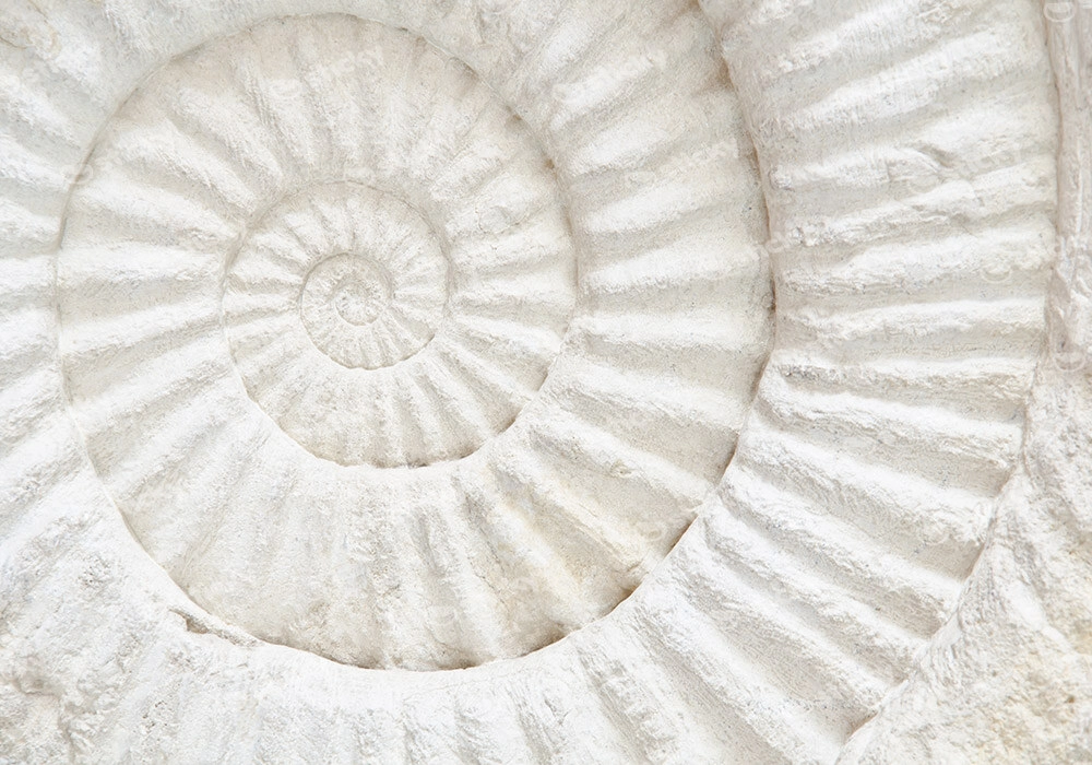 Πινακας σε καμβά PREHISTORIC FOSSIL MACRO