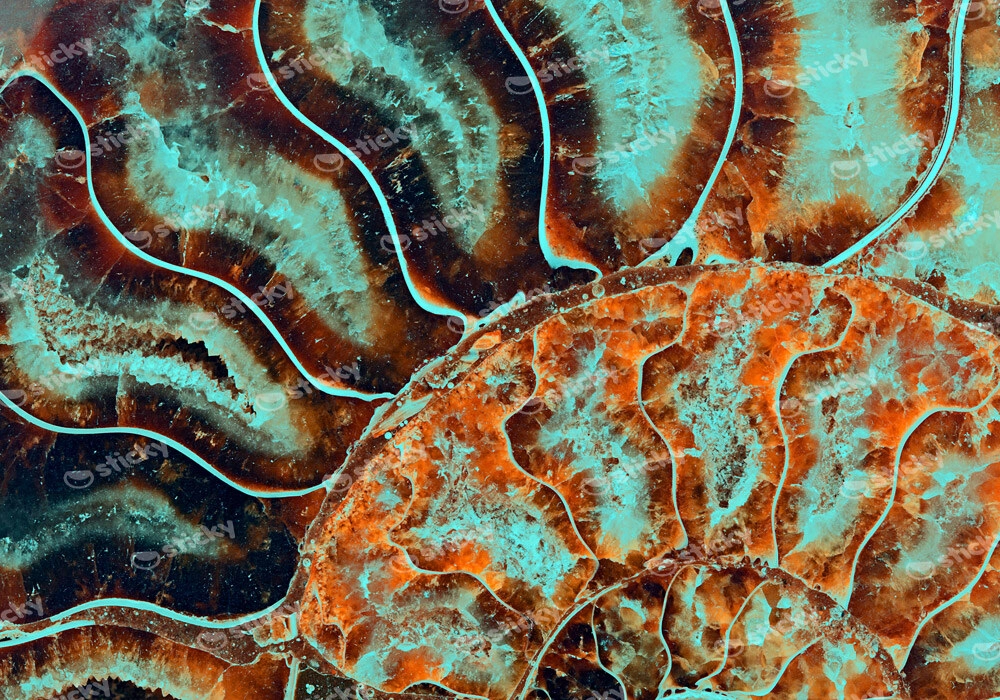 Πινακας σε καμβά FOSSIL AMMONITE MACRO
