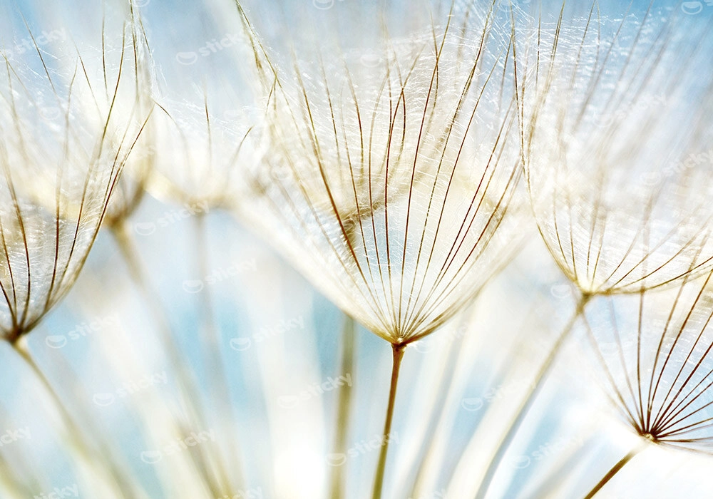 Πινακας σε καμβά DANDELION