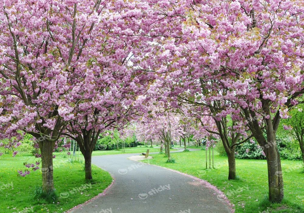 Πινακας σε καμβά CHERRY BLOSSOM PATH
