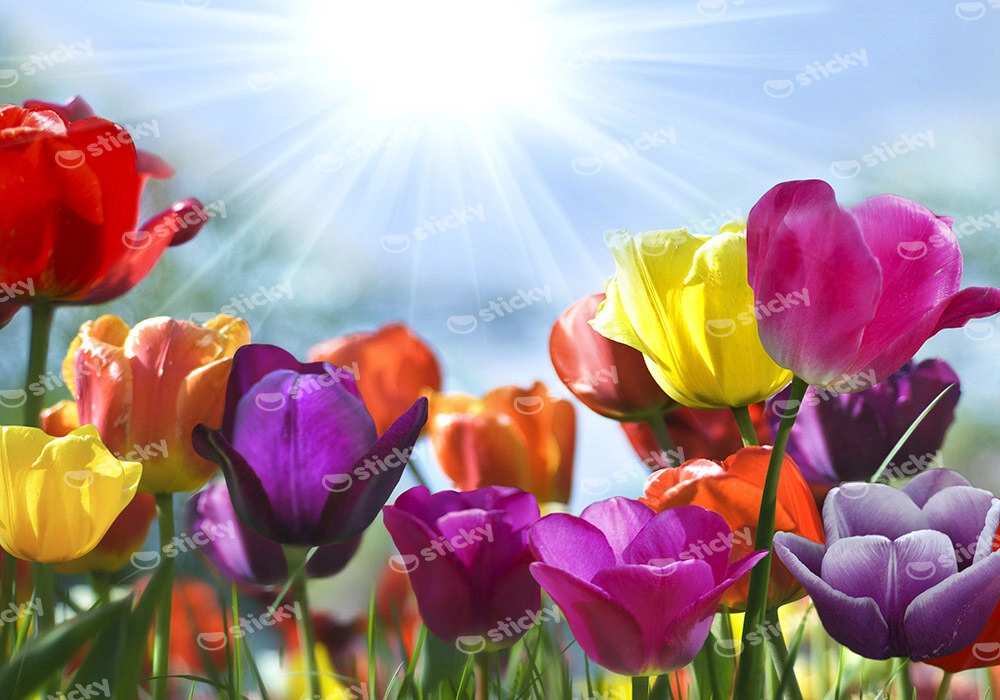 Πινακας σε καμβά TULIPS