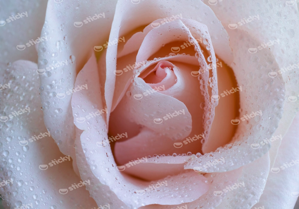 Πινακας σε καμβά PINK ROSE SWIRLS