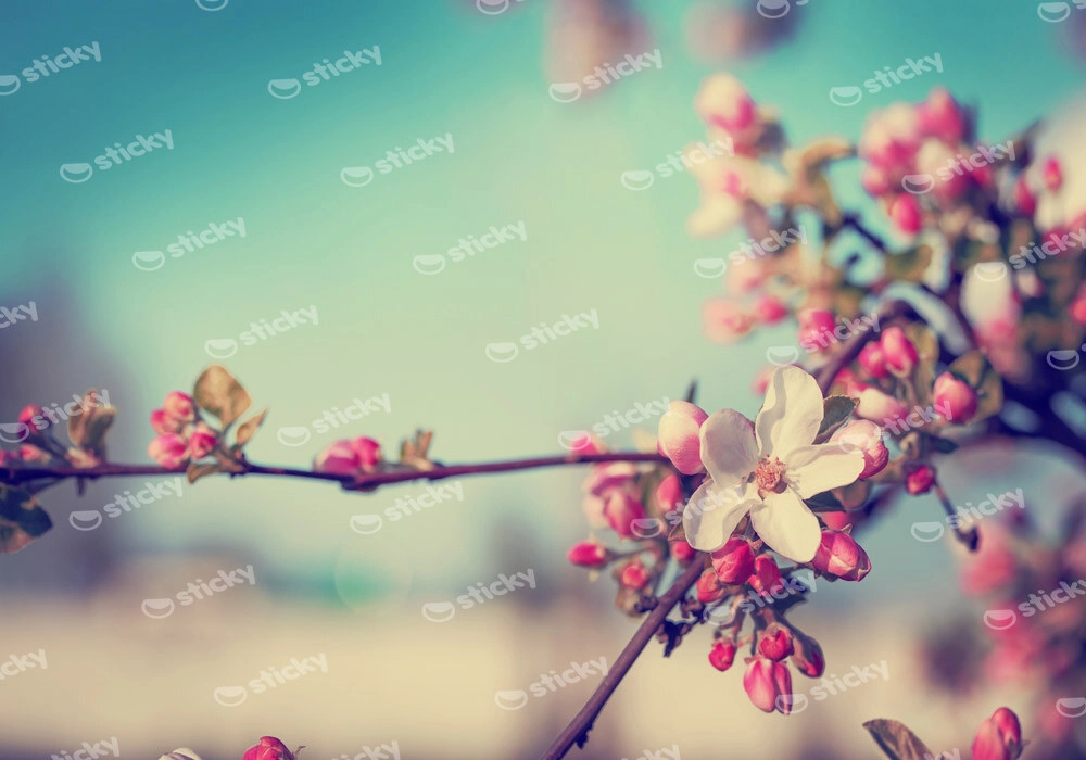 Πινακας σε καμβά BLOSSOM FLOWER