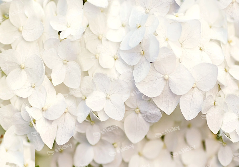Πινακας σε καμβά WHITE HYDRANGEA FLORAL BACKGROUND