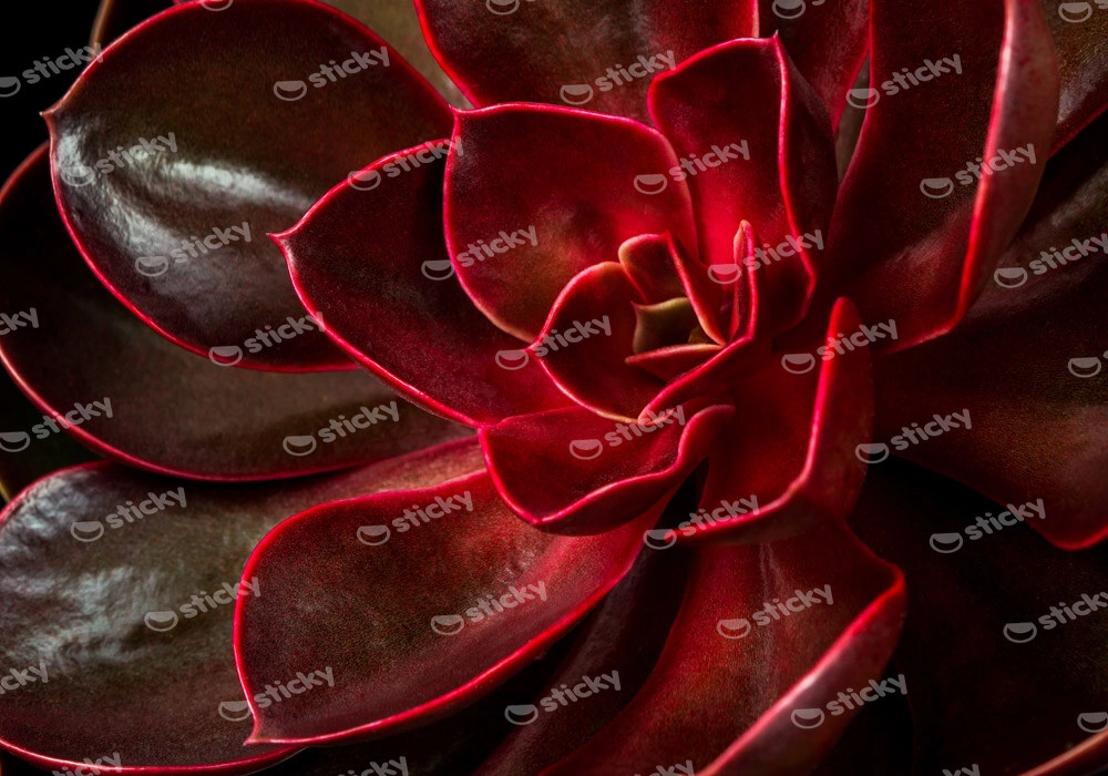 Πινακας σε καμβά CLOSEUP SUCCULENT ECHEVERIA