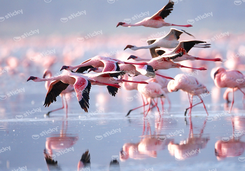 Πινακας σε καμβά FLAMINGOS