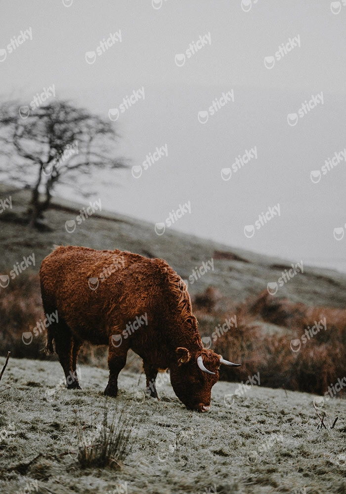 Πίνακας σε Καμβά RUSTIC FARMHOUSE COW 2