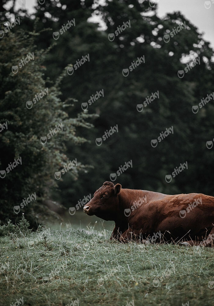 Πίνακας σε Καμβά RUSTIC FARMHOUSE COW 4
