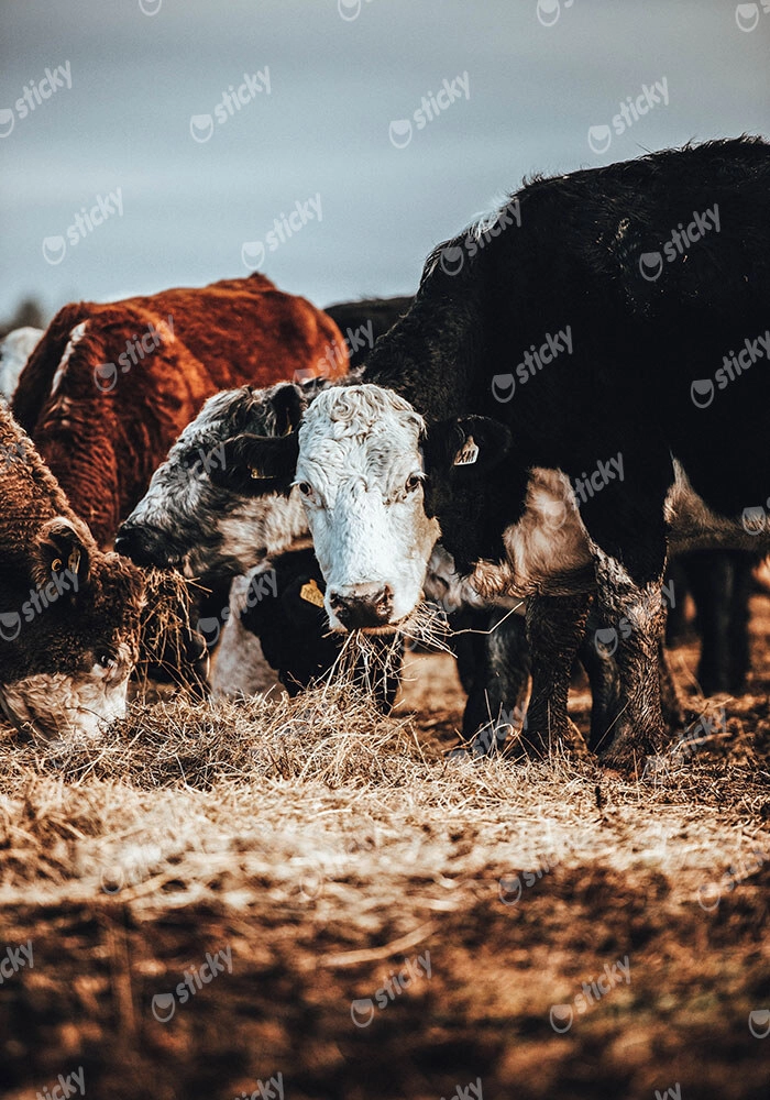 Πίνακας σε Καμβά RUSTIC FARMHOUSE COWS 2