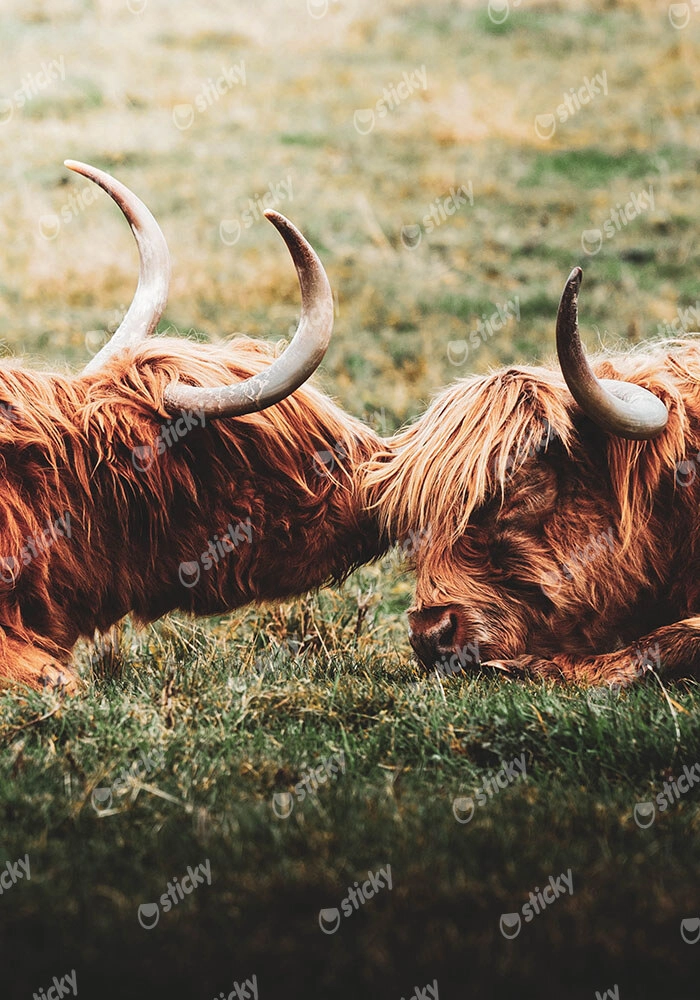 Πίνακας σε Καμβά RUSTIC FARMHOUSE COWS 3