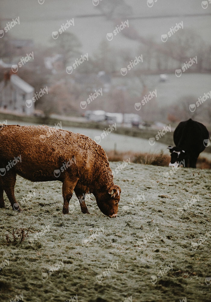 Πίνακας σε Καμβά RUSTIC FARMHOUSE COWS 4