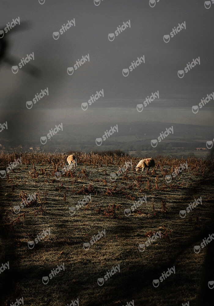 Πίνακας σε Καμβά RUSTIC FARMHOUSE COWS 5