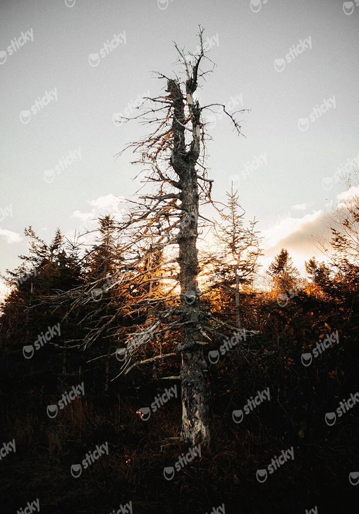 Πίνακας σε Καμβά RUSTIC FARMHOUSE DEAD TREE