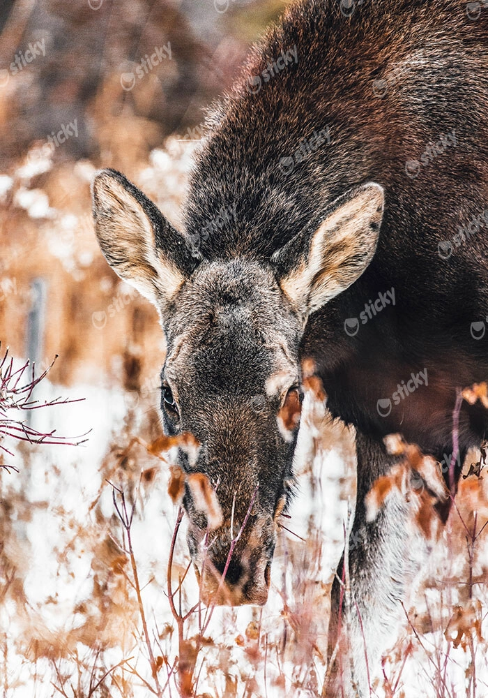 Πίνακας σε Καμβά RUSTIC FARMHOUSE DEER