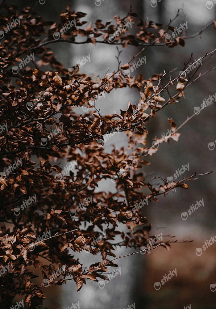 Πίνακας σε Καμβά RUSTIC FARMHOUSE DRIED LEAVES 4