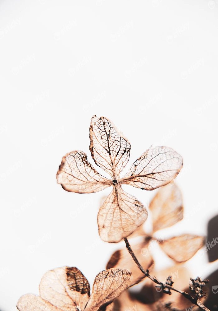 Πίνακας σε Καμβά RUSTIC FARMHOUSE DRIED LEAVES