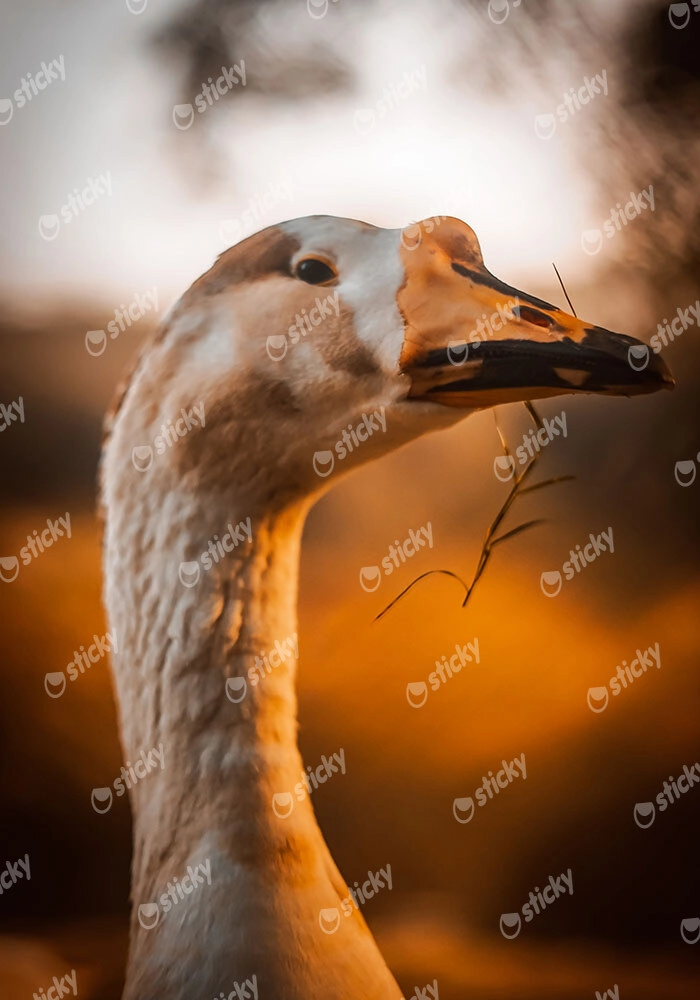 Πίνακας σε Καμβά RUSTIC FARMHOUSE GOOSE
