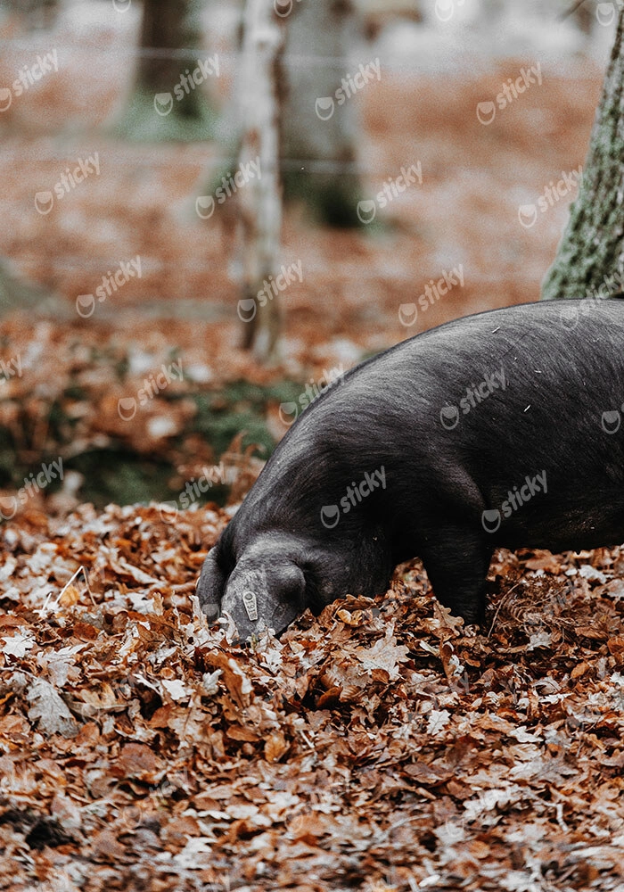 Πίνακας σε Καμβά RUSTIC FARMHOUSE HOG