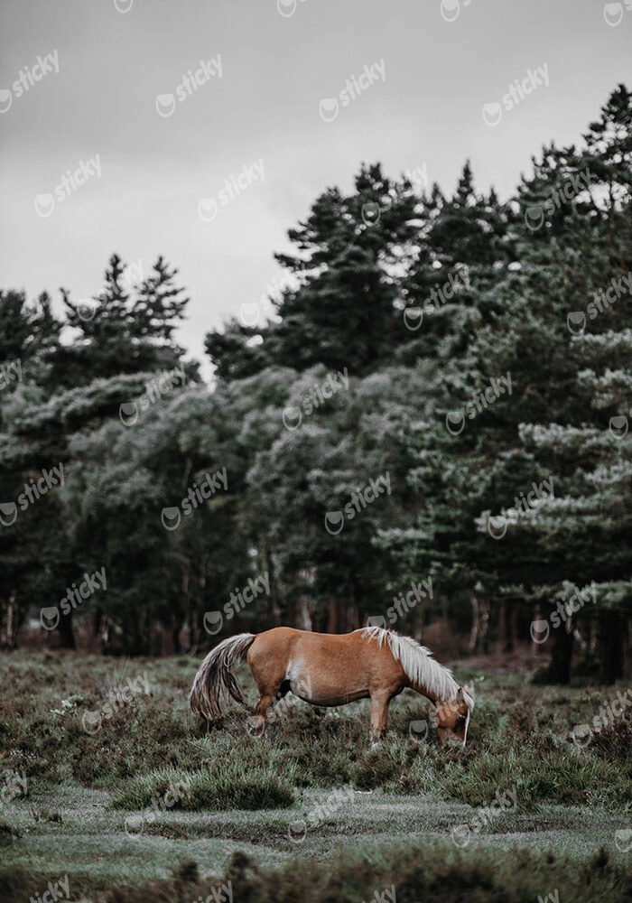 Πίνακας σε Καμβά RUSTIC FARMHOUSE HORSE 2