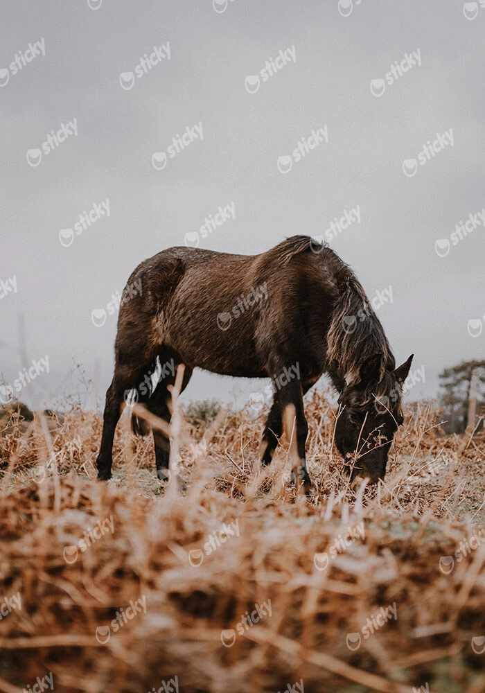 Πίνακας σε Καμβά RUSTIC FARMHOUSE HORSE 3