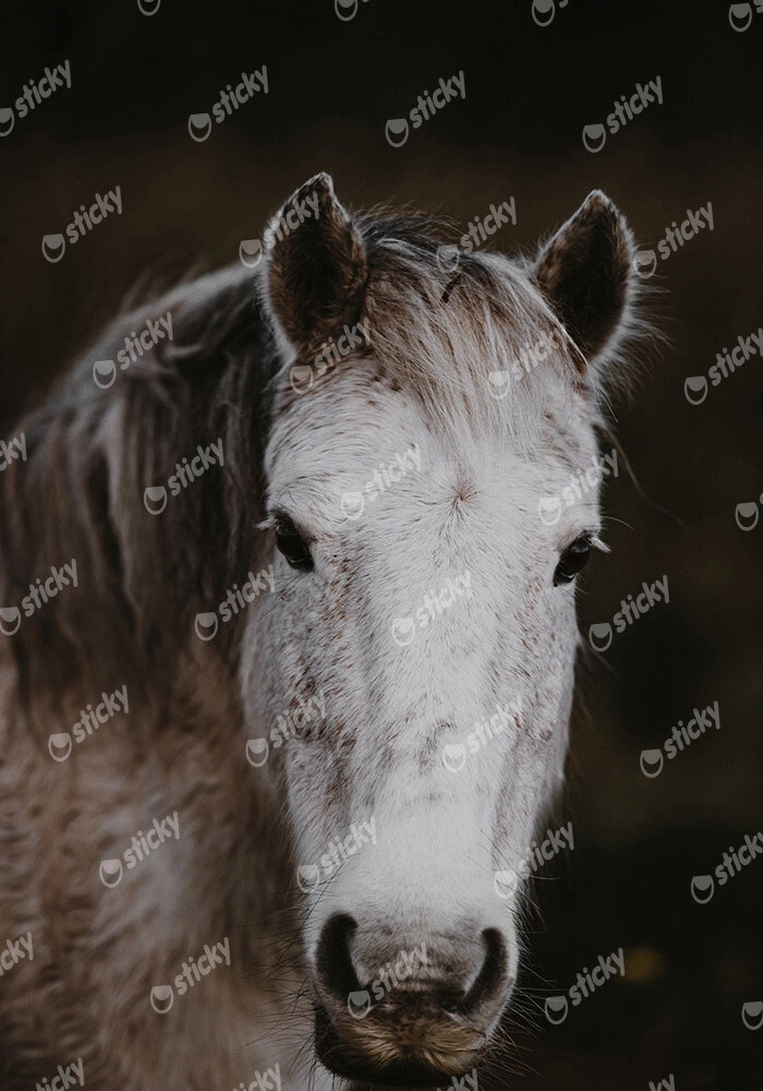 Πίνακας σε Καμβά RUSTIC FARMHOUSE HORSE 4