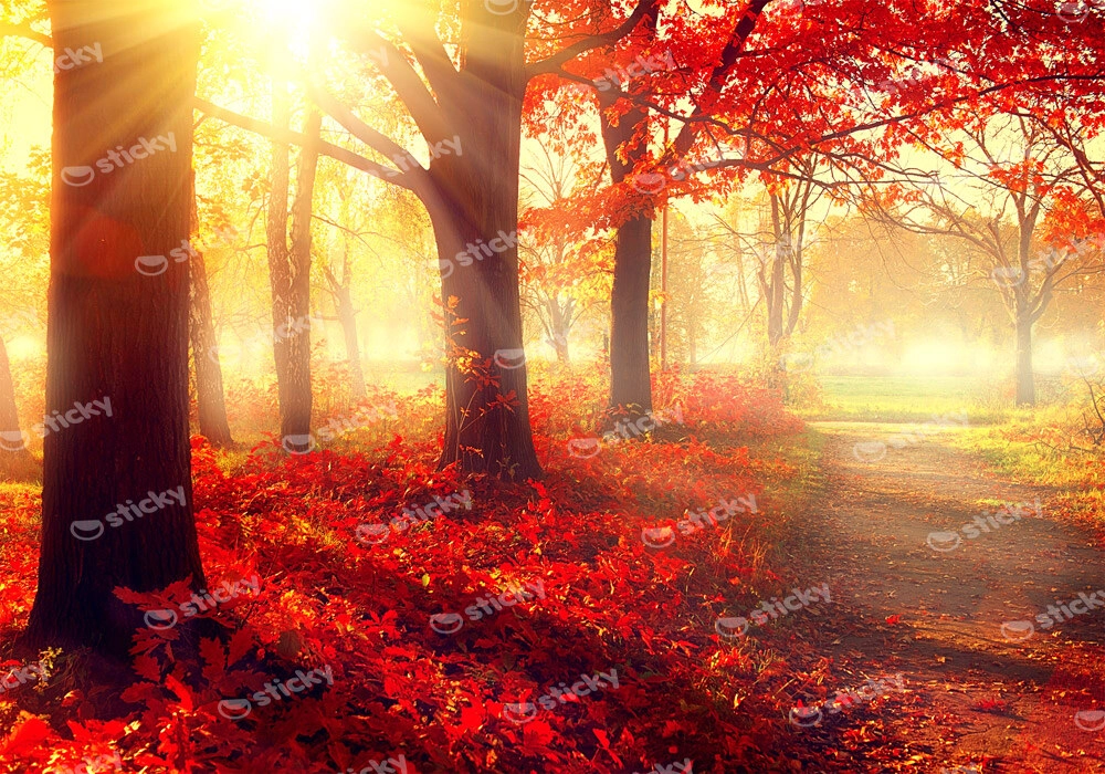 Πινακας σε καμβά BEAUTIFUL AUTUMN PARK