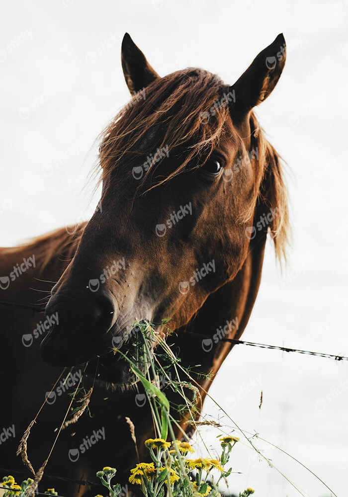 Πίνακας σε Καμβά RUSTIC FARMHOUSE HORSE EATING 2