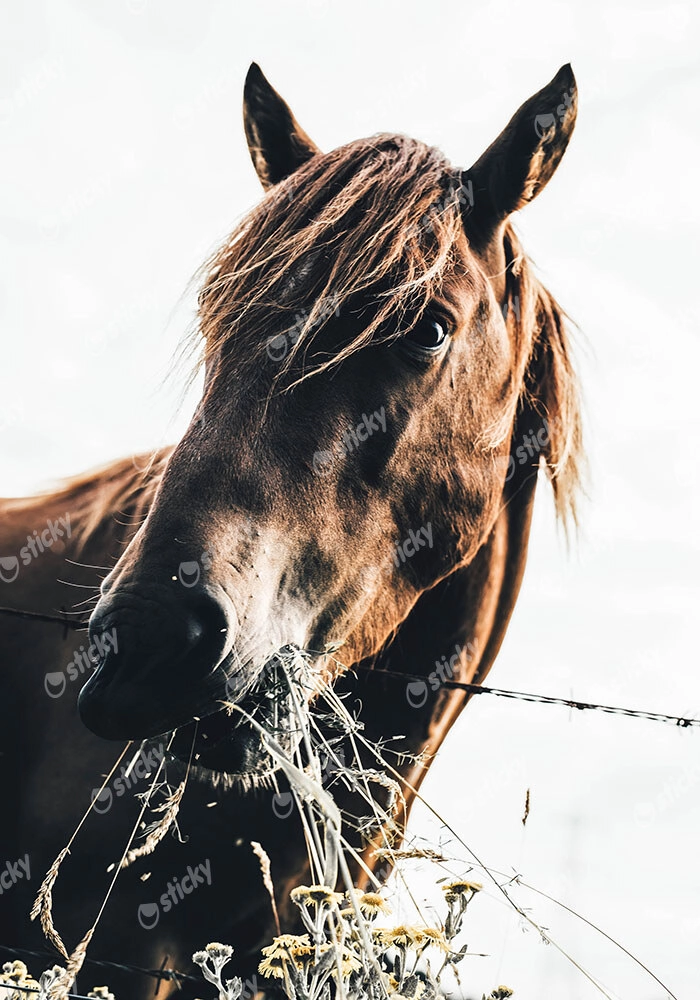 Πίνακας σε Καμβά RUSTIC FARMHOUSE HORSE EATING