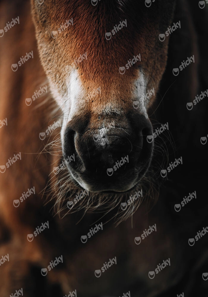 Πίνακας σε Καμβά RUSTIC FARMHOUSE HORSE