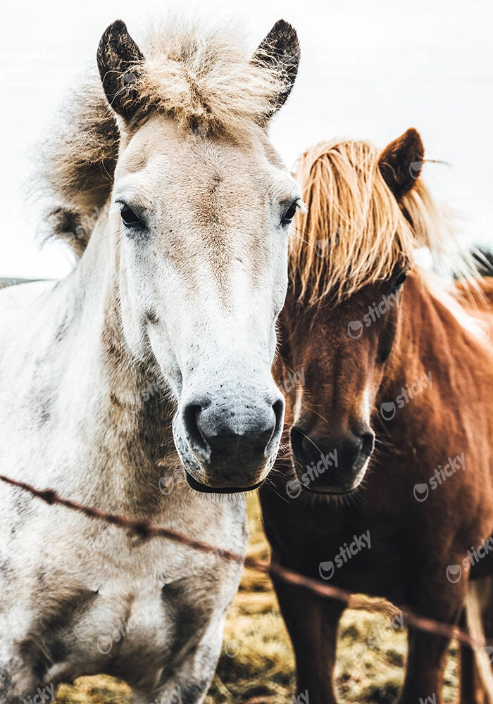 Πίνακας σε Καμβά RUSTIC FARMHOUSE HORSES