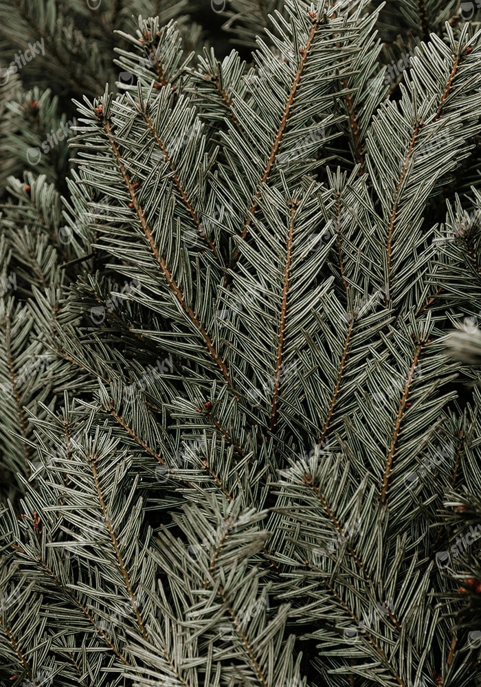 Πίνακας σε Καμβά RUSTIC FARMHOUSE PINE LEAVES