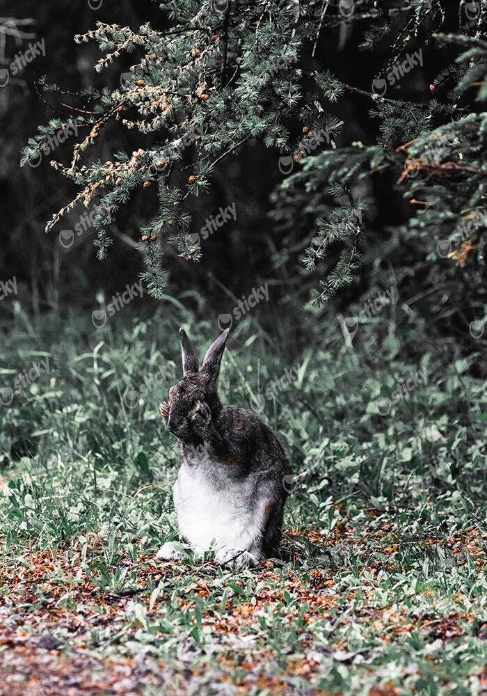 Πίνακας σε Καμβά RUSTIC FARMHOUSE RABBIT 2