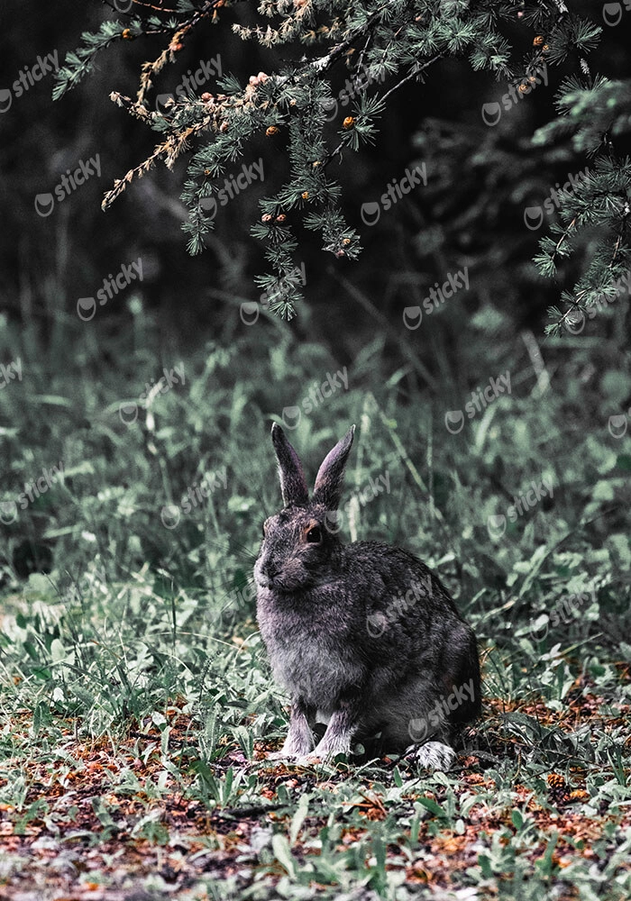 Πίνακας σε Καμβά RUSTIC FARMHOUSE RABBIT