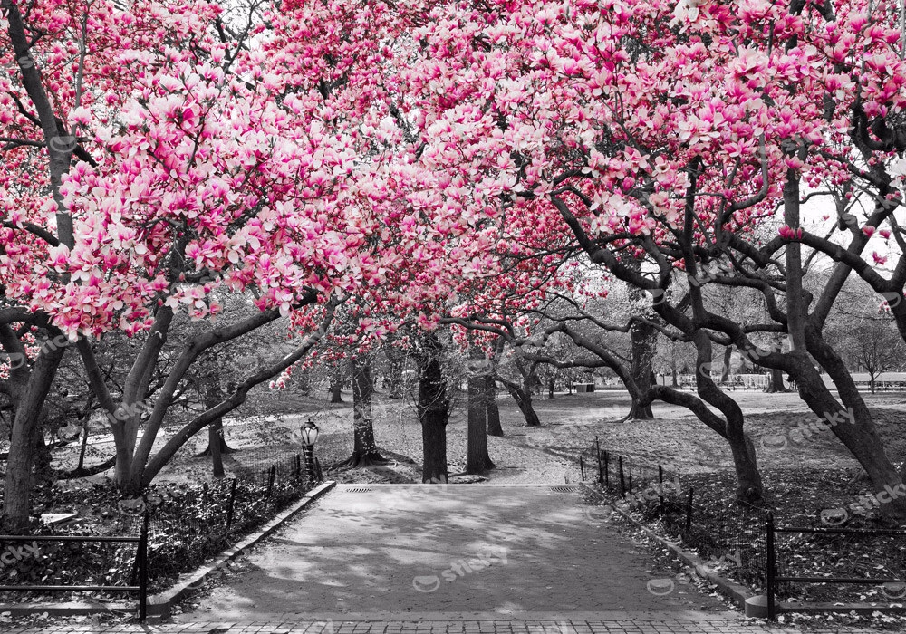 Πινακας σε καμβά PINK BLOSSOM PARK