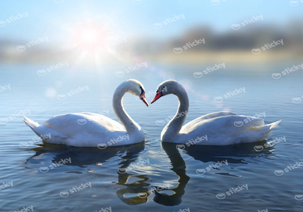 Πινακας σε καμβά ROMANTIC SWANS