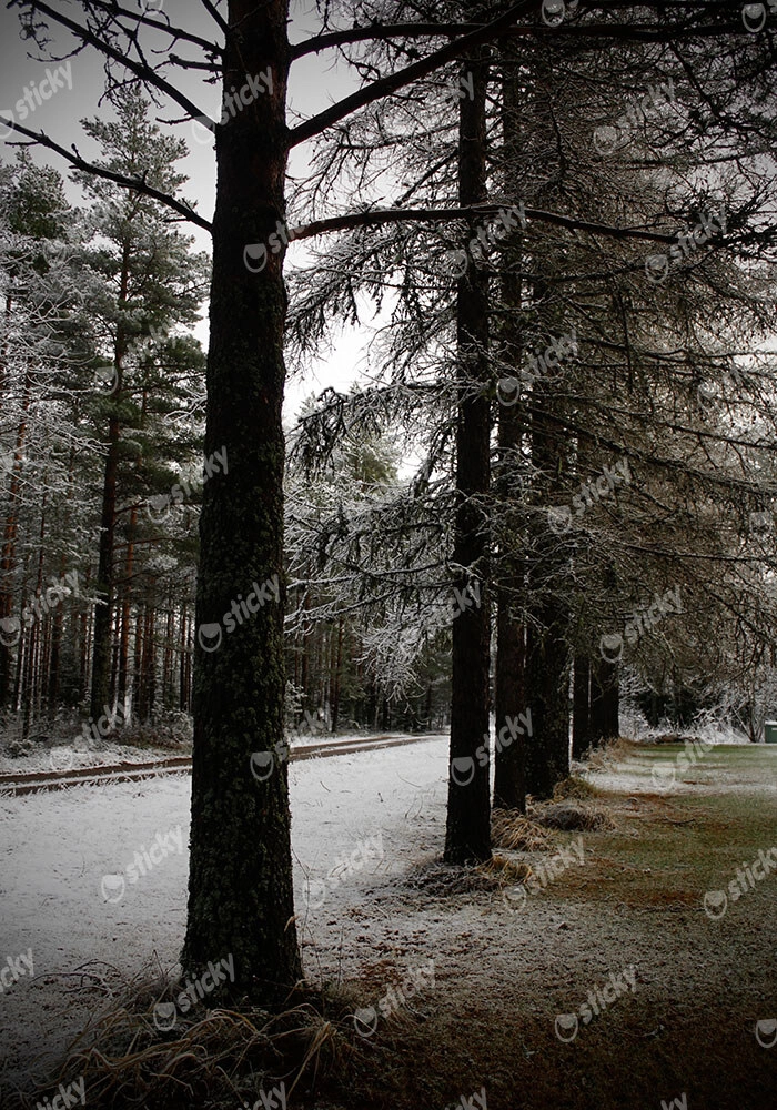 Πίνακας σε Καμβά RUSTIC FARMHOUSE TREE PATH