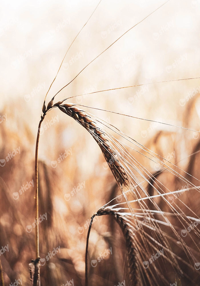 Πίνακας σε Καμβά RUSTIC FARMHOUSE WHEAT 2