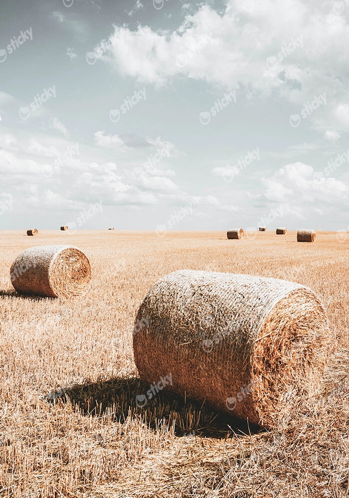 Πίνακας σε Καμβά RUSTIC FARMHOUSE WHEAT FIELD 2