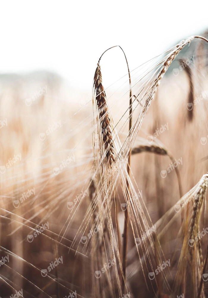 Πίνακας σε Καμβά RUSTIC FARMHOUSE WHEAT
