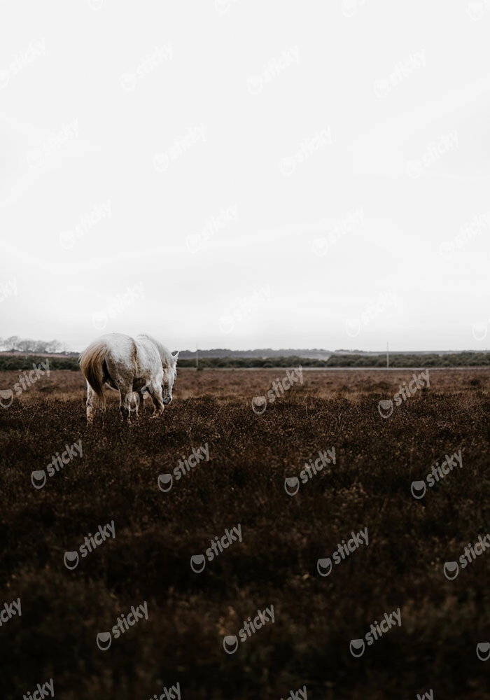 Πίνακας σε Καμβά RUSTIC FARMHOUSE WHITE HORSE